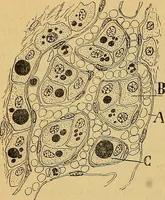 An illustration from Elementos de histología normal y de téchnica micrografica para uso de estudiantes (1897)