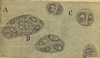 An illustration from Elementos de histología normal y de téchnica micrografica para uso de estudiantes (1897)