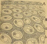 An illustration from Elementos de histología normal y de téchnica micrografica para uso de estudiantes (1897)