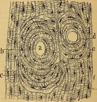 An illustration from Elementos de histología normal y de téchnica micrografica para uso de estudiantes (1897)