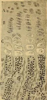 An illustration from Elementos de histología normal y de téchnica micrografica para uso de estudiantes (1897)