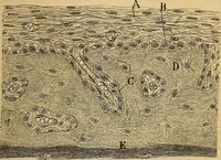 An illustration from Elementos de histología normal y de téchnica micrografica para uso de estudiantes (1897)