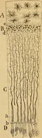 An illustration from Elementos de histología normal y de téchnica micrografica para uso de estudiantes (1897)
