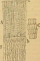 An illustration from Elementos de histología normal y de téchnica micrografica para uso de estudiantes (1897)