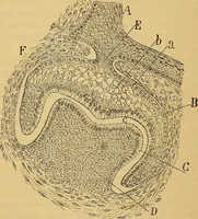 An illustration from Elementos de histología normal y de téchnica micrografica para uso de estudiantes (1897)