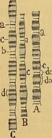 An illustration from Elementos de histología normal y de téchnica micrografica para uso de estudiantes (1897)