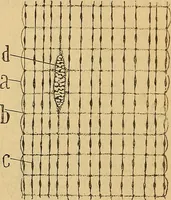 An illustration from Elementos de histología normal y de téchnica micrografica para uso de estudiantes (1897)