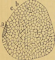 An illustration from Elementos de histología normal y de téchnica micrografica para uso de estudiantes (1897)