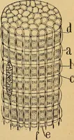 An illustration from Elementos de histología normal y de téchnica micrografica para uso de estudiantes (1897)