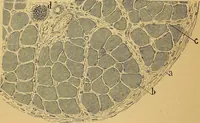 An illustration from Elementos de histología normal y de téchnica micrografica para uso de estudiantes (1897)