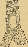 An illustration from Elementos de histología normal y de téchnica micrografica para uso de estudiantes (1897)
