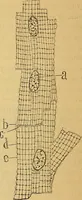 An illustration from Elementos de histología normal y de téchnica micrografica para uso de estudiantes (1897)