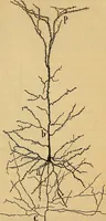 An illustration from Elementos de histología normal y de téchnica micrografica para uso de estudiantes (1897)