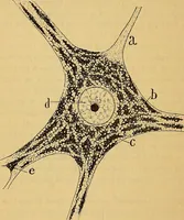 An illustration from Elementos de histología normal y de téchnica micrografica para uso de estudiantes (1897)