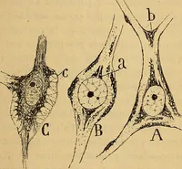 An illustration from Elementos de histología normal y de téchnica micrografica para uso de estudiantes (1897)