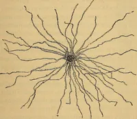 An illustration from Elementos de histología normal y de téchnica micrografica para uso de estudiantes (1897)
