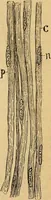 An illustration from Elementos de histología normal y de téchnica micrografica para uso de estudiantes (1897)
