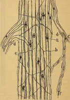 An illustration from Elementos de histología normal y de téchnica micrografica para uso de estudiantes (1897)