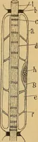 An illustration from Elementos de histología normal y de téchnica micrografica para uso de estudiantes (1897)