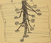 An illustration from Elementos de histología normal y de téchnica micrografica para uso de estudiantes (1897)