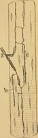 An illustration from Elementos de histología normal y de téchnica micrografica para uso de estudiantes (1897)