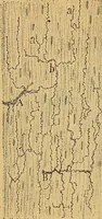 An illustration from Elementos de histología normal y de téchnica micrografica para uso de estudiantes (1897)