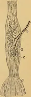 An illustration from Elementos de histología normal y de téchnica micrografica para uso de estudiantes (1897)