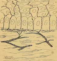 An illustration from Elementos de histología normal y de téchnica micrografica para uso de estudiantes (1897)