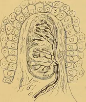 An illustration from Elementos de histología normal y de téchnica micrografica para uso de estudiantes (1897)