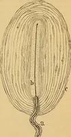 An illustration from Elementos de histología normal y de téchnica micrografica para uso de estudiantes (1897)