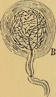 An illustration from Elementos de histología normal y de téchnica micrografica para uso de estudiantes (1897)