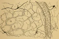 An illustration from Elementos de histología normal y de téchnica micrografica para uso de estudiantes (1897)