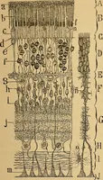 An illustration from Elementos de histología normal y de téchnica micrografica para uso de estudiantes (1897)