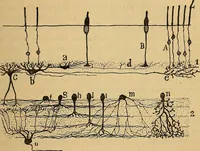 An illustration from Elementos de histología normal y de téchnica micrografica para uso de estudiantes (1897)