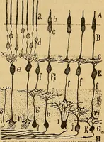 An illustration from Elementos de histología normal y de téchnica micrografica para uso de estudiantes (1897)