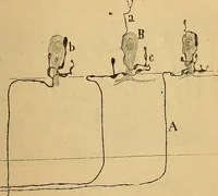 An illustration from Elementos de histología normal y de téchnica micrografica para uso de estudiantes (1897)