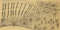 An illustration from Elementos de histología normal y de téchnica micrografica para uso de estudiantes (1897)