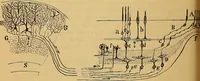 An illustration from Elementos de histología normal y de téchnica micrografica para uso de estudiantes (1897)