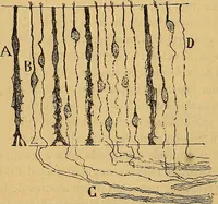 An illustration from Elementos de histología normal y de téchnica micrografica para uso de estudiantes (1897)