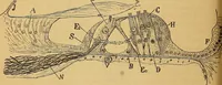 An illustration from Elementos de histología normal y de téchnica micrografica para uso de estudiantes (1897)