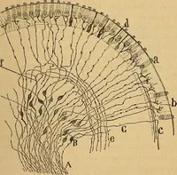 An illustration from Elementos de histología normal y de téchnica micrografica para uso de estudiantes (1897)