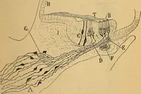 An illustration from Elementos de histología normal y de téchnica micrografica para uso de estudiantes (1897)