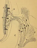 An illustration from Elementos de histología normal y de téchnica micrografica para uso de estudiantes (1897)