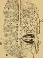 An illustration from Elementos de histología normal y de téchnica micrografica para uso de estudiantes (1897)