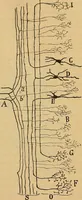 An illustration from Elementos de histología normal y de téchnica micrografica para uso de estudiantes (1897)
