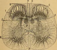 An illustration from Elementos de histología normal y de téchnica micrografica para uso de estudiantes (1897)