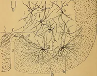 An illustration from Elementos de histología normal y de téchnica micrografica para uso de estudiantes (1897)
