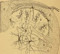 An illustration from Elementos de histología normal y de téchnica micrografica para uso de estudiantes (1897)