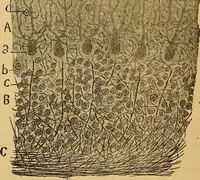 An illustration from Elementos de histología normal y de téchnica micrografica para uso de estudiantes (1897)