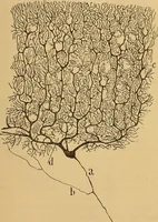 An illustration from Elementos de histología normal y de téchnica micrografica para uso de estudiantes (1897)